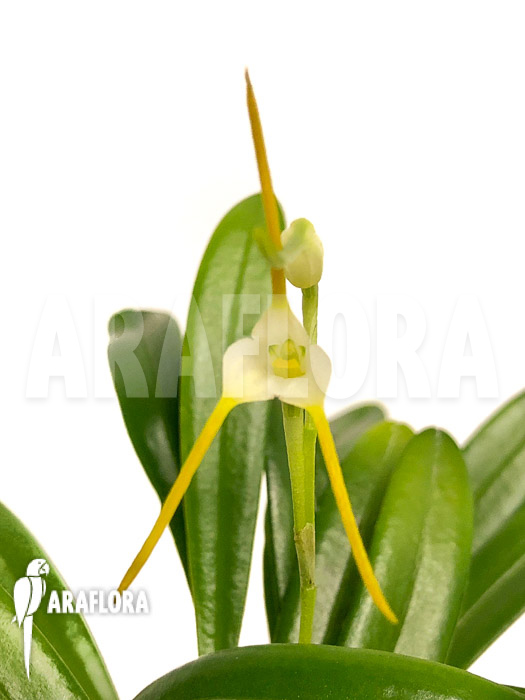 Masdevallia attenuata