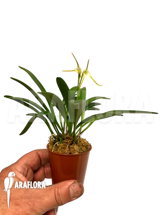 Masdevallia attenuata