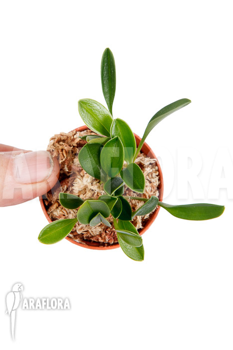 Masdevallia nidifica