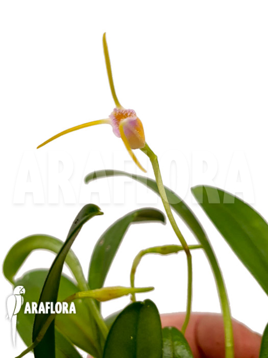 Masdevallia paiveana