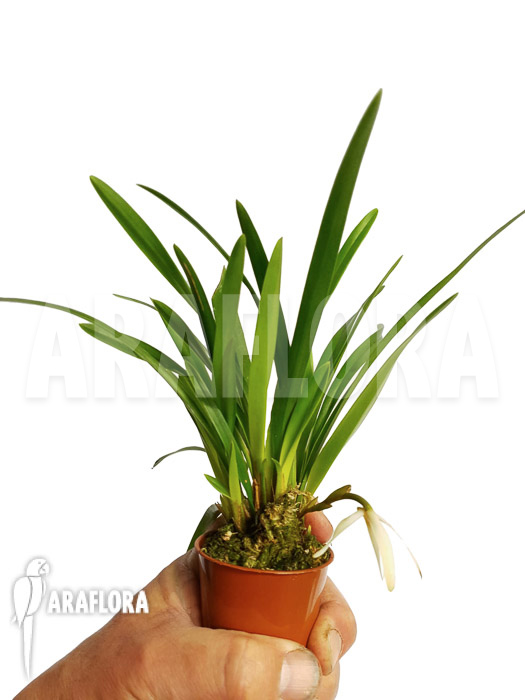 Maxillaria bolivarensis