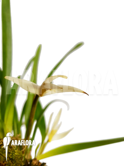 Maxillaria bolivarensis