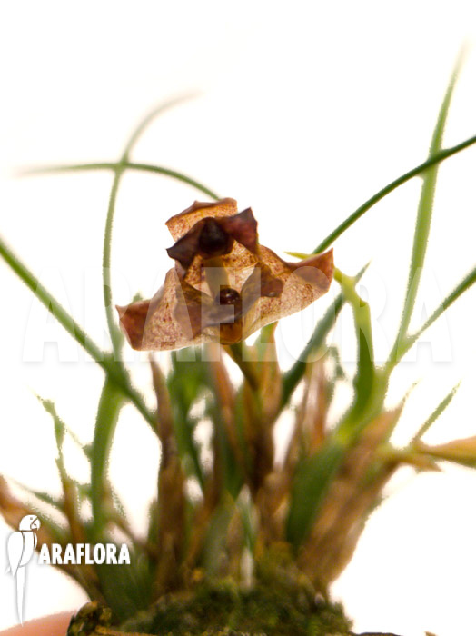 Maxillaria cf. schunkeana