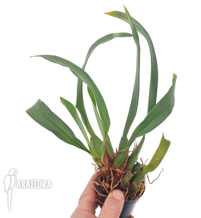 Maxillaria rufescens3