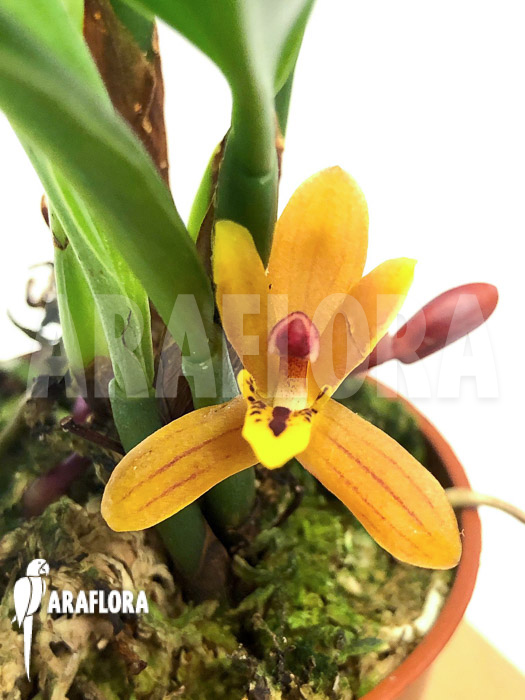 Maxillaria tenuibulbon