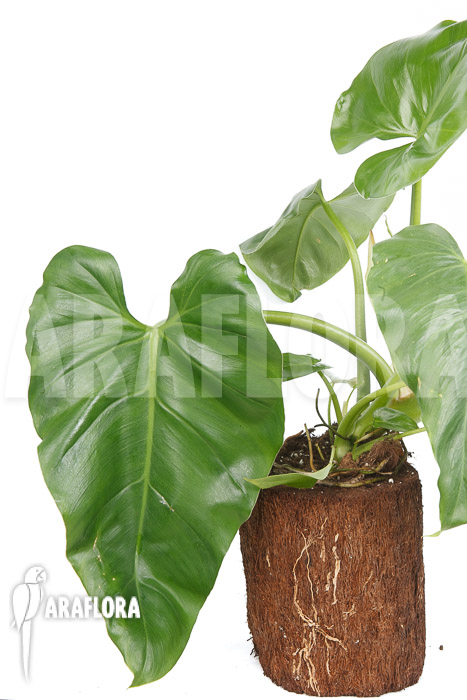 Monstera gigantea