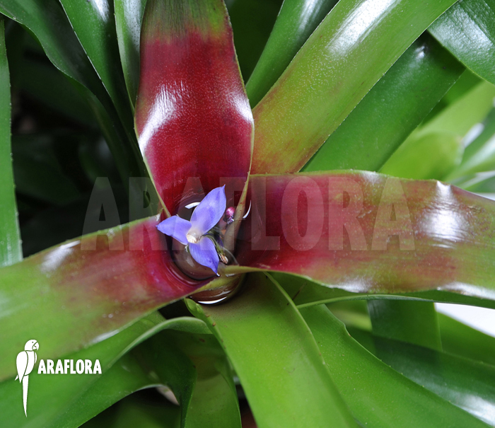 Neoregelia-schultesiana_Fireball_(XL)-1