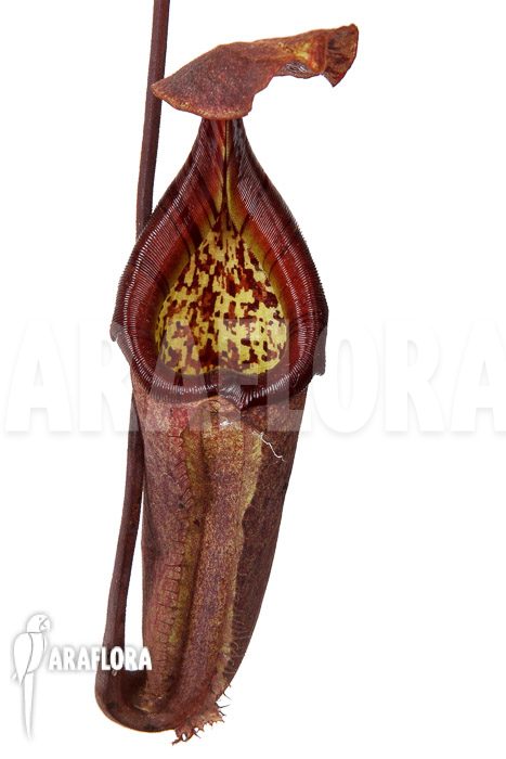 Nepenthes maxima dark x truncata