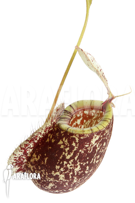 Nepenthes x hookeriana ‘Dark’ (rafflesianum x ampularia) ‘XL’
