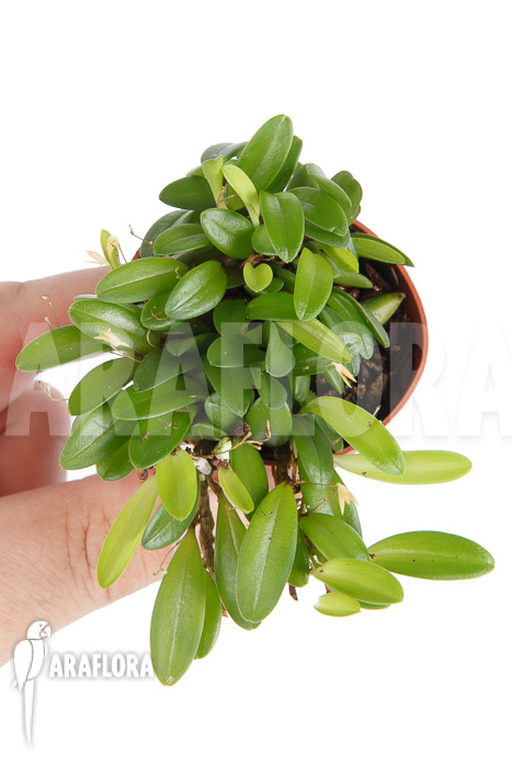 Panmorphia minutalis