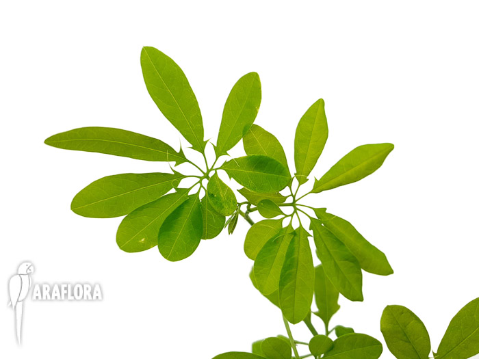 Passiflora cirrhiflora