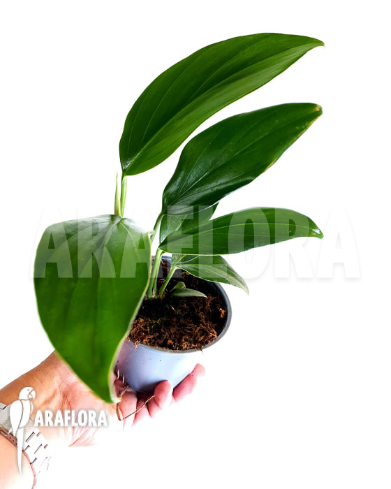 Philodendron ‘Kylin tail’