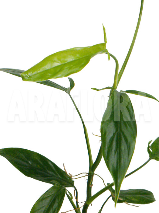 Philodendron anisotomum