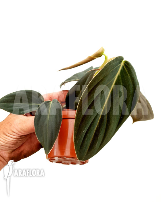 Philodendron gigas ‘starter’