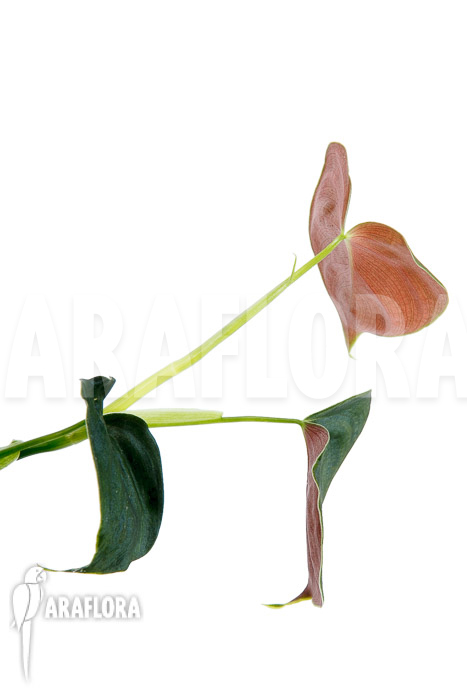 Philodendron lupinum
