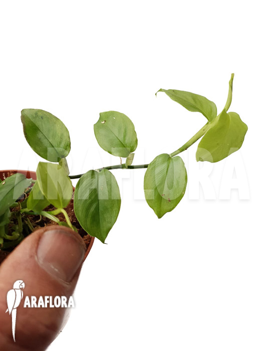 Philodendron pteromischum