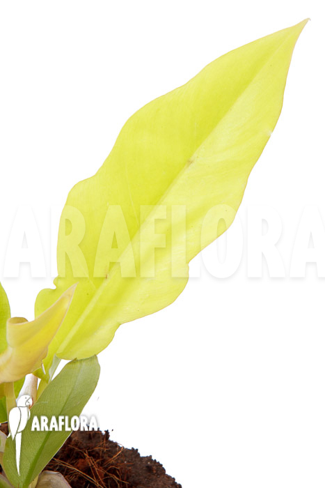 Philodendron x ‘Golden Saw’