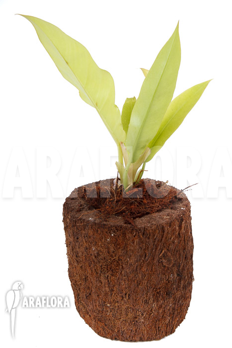 Philodendron x ‘Golden Saw’