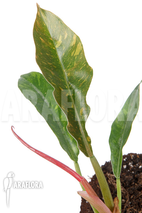 Philodendron x ‘caramel marble pink’