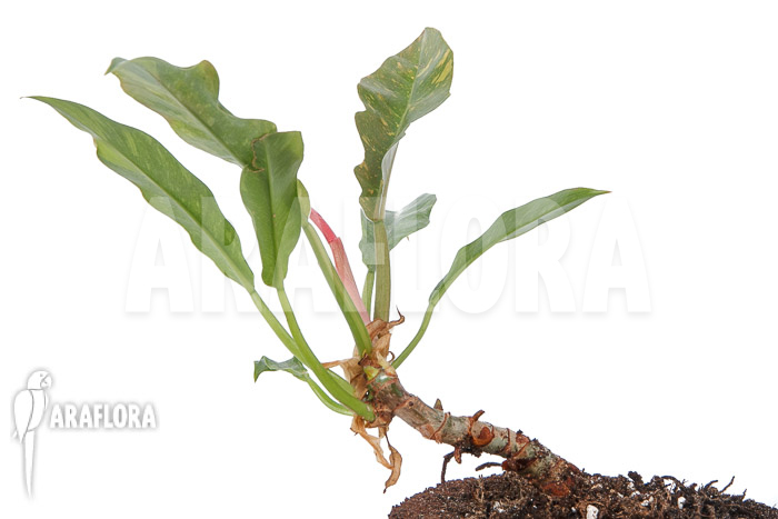 Philodendron x ‘caramel marble pink’