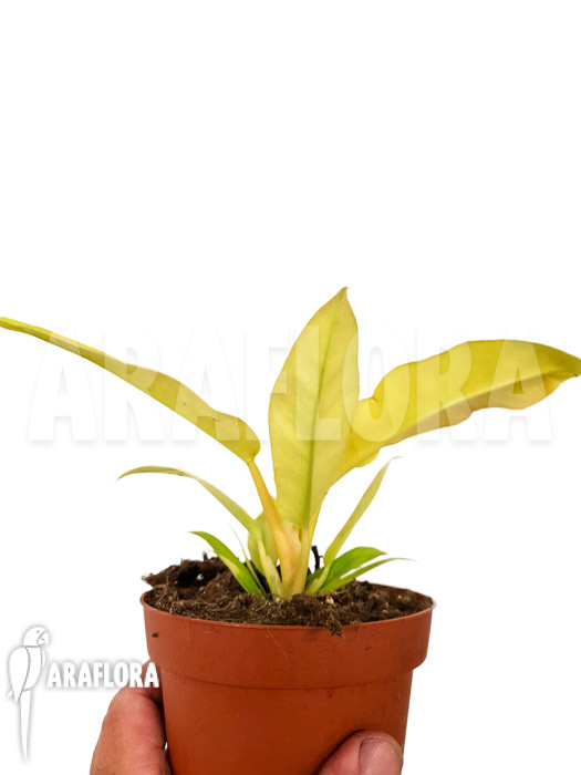 Philodendron ‘Yellow saw’