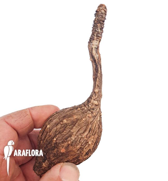 Phylanthus mirabilis ‘Starter’