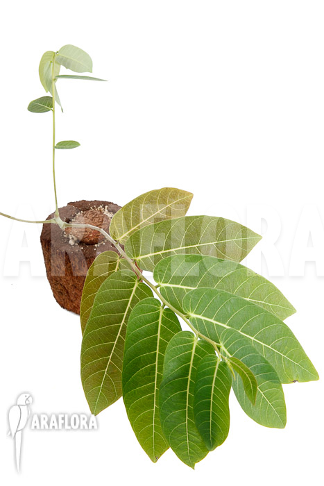 Phyllanthus mirabilis S