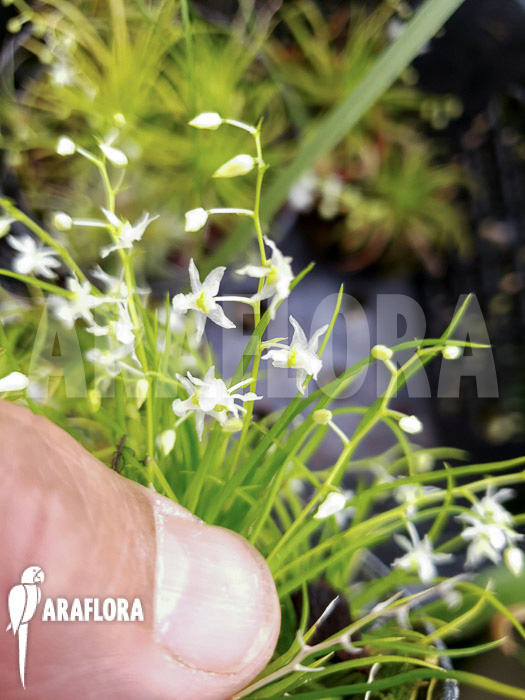 Phymatidium tillandsioides