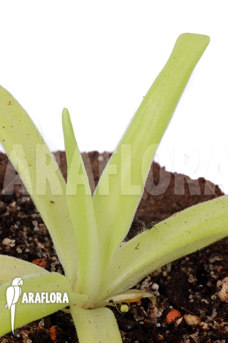 Pinguicula gigantea x moctezumae