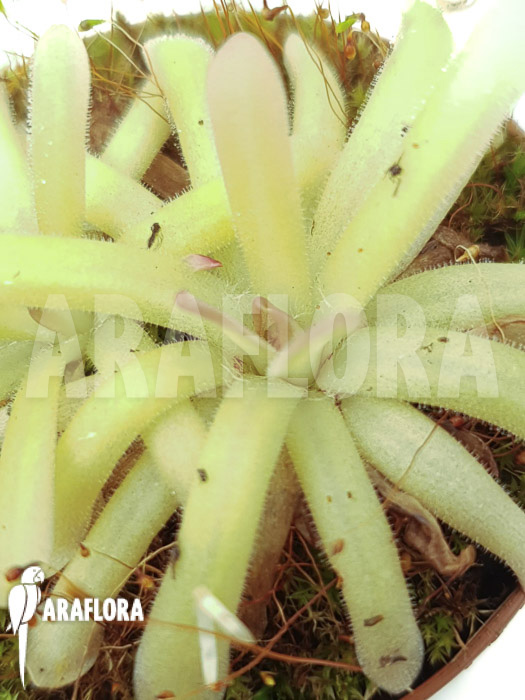 Pinguicula gigantea x moctezumae