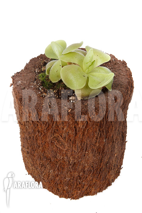 Pinguicula sethos