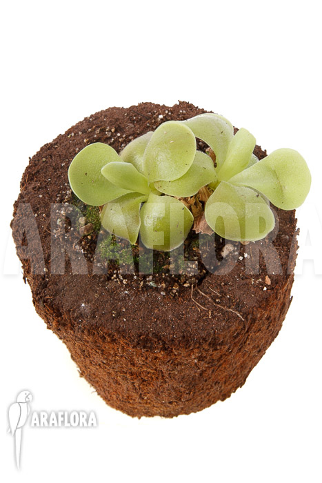 Pinguicula sethos