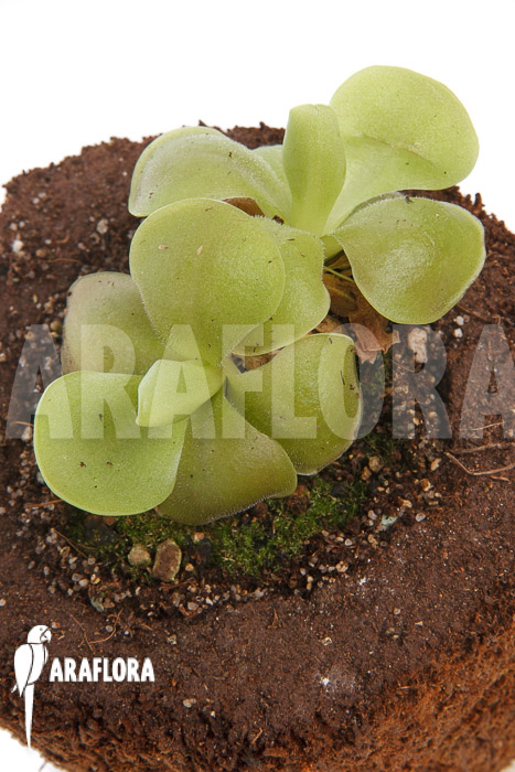 Pinguicula sethos