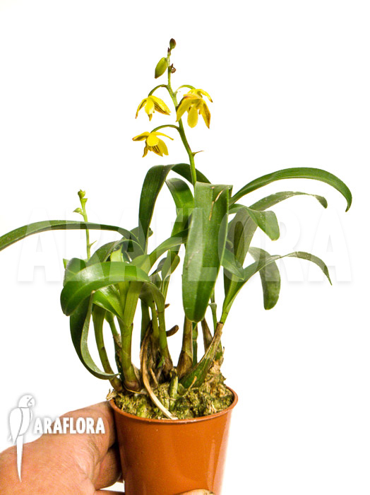 Polystachya pubescens