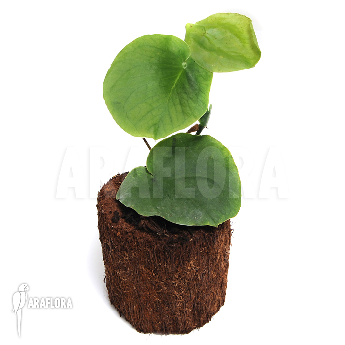 Rhaphidophora celatocaulis ‘Large species’