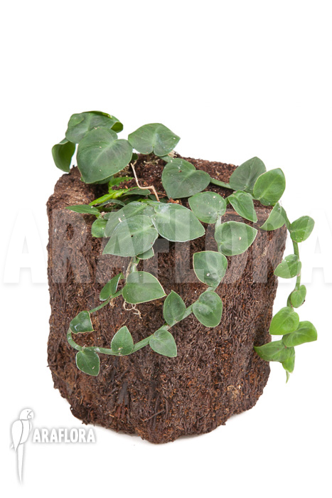 Rhaphidophora celatocaulis ‘Small species’ ‘L’