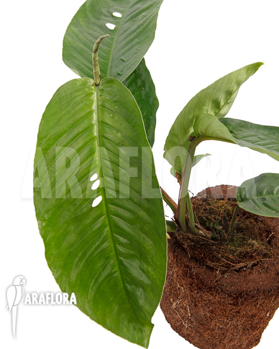 Rhaphidophora foraminifera