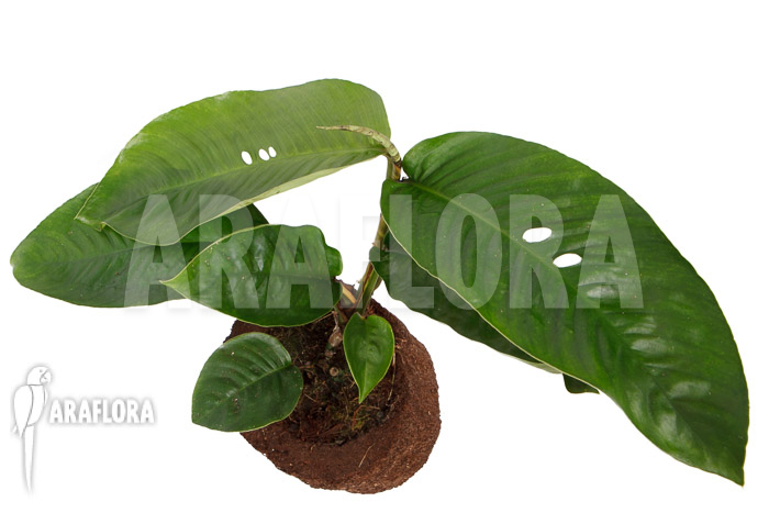 Rhaphidophora foraminifera