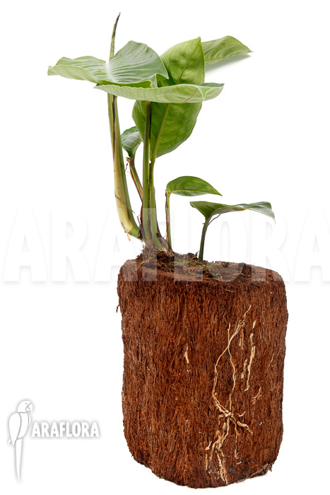 Rhaphidophora foraminifera