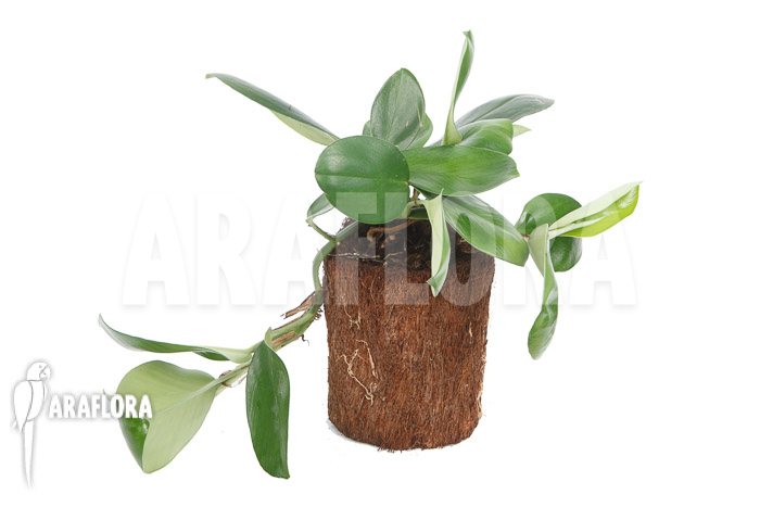 Rhaphidophora hongkongensis