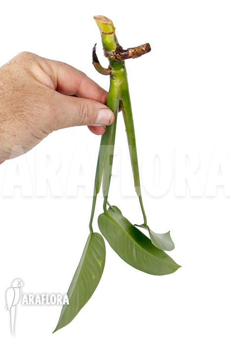 Rhodospatha latifolia ‘rooted cutting’
