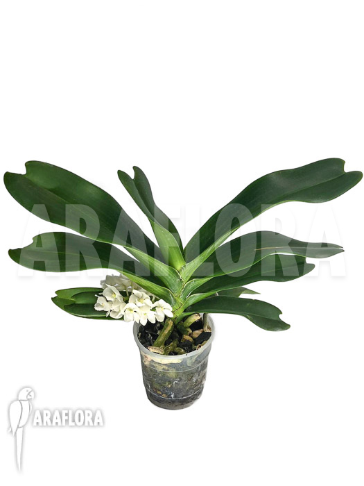 Rhynchostylis gigantea alba