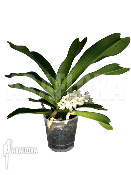 Rhynchostylis gigantea alba