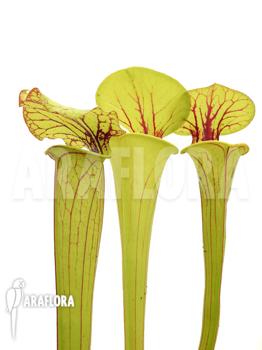 Sarracenia flava aff. Ornata (Trio)