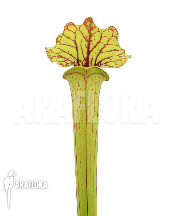 Sarracenia flava aff. Ornata (type C)