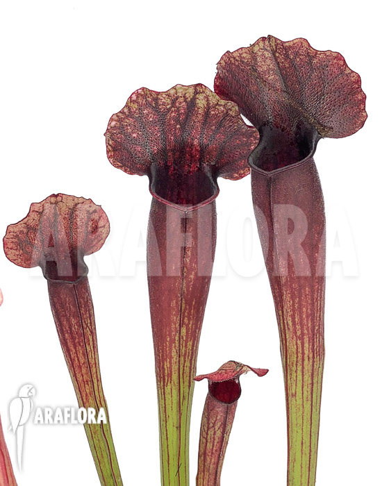 Sarracenia x Thomas ‘S’