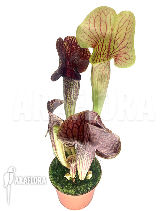 Sarracenia x Thomas ‘S’