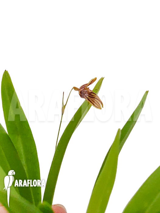 Specklinia brighamii