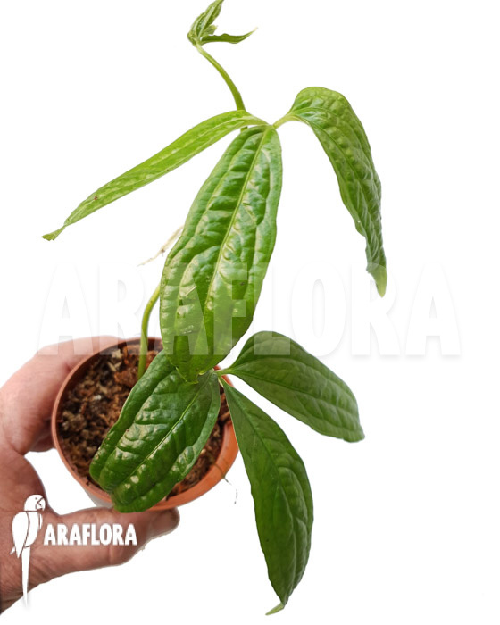 Syngonium sp ‘island Colon’