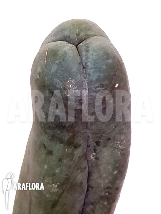 Trichocereus bridgesii forma mostruosa ‘inermis’